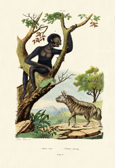 Siamang von French School, (19th century)