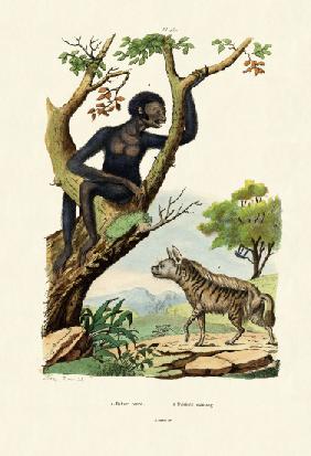 Siamang 1833-39