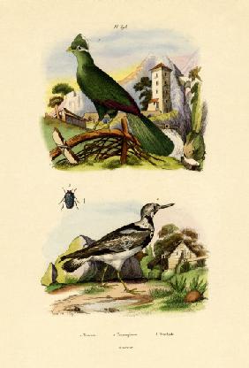 Turaco 1833-39