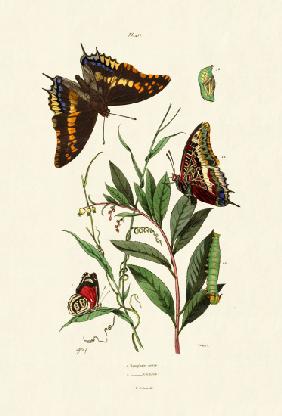 Two-tailed Pasha 1833-39