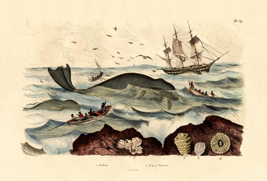 Whale von French School, (19th century)