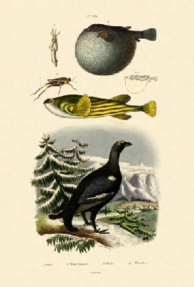 Wood Grouse 1833-39