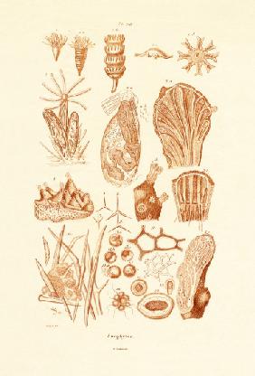 Zoophytes 1833-39