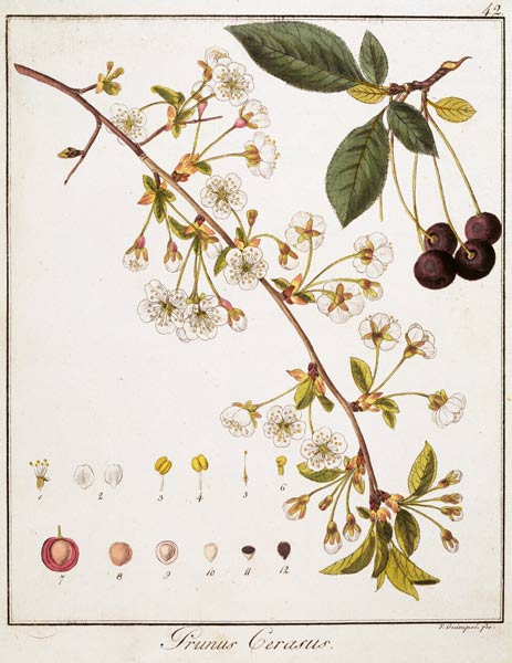 Cherry / Etching by Guimpel von Friedrich Guimpel