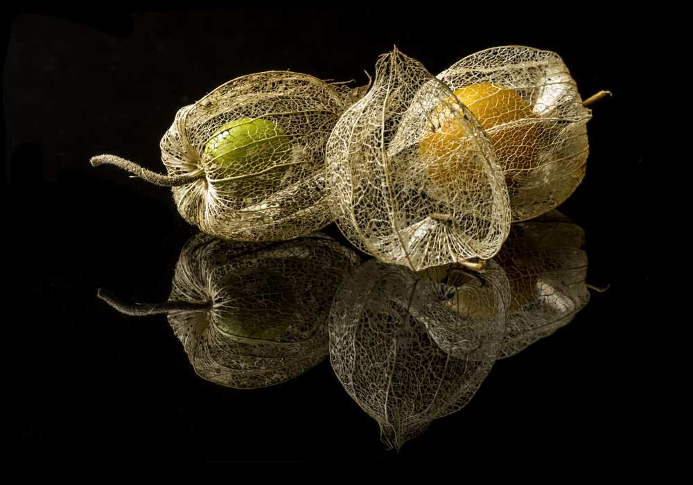 Physalis Alkekengi L. von gaberkosir