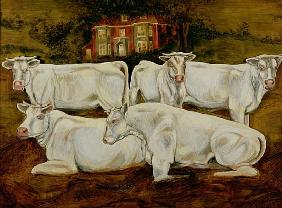 Charolais Bulls, Dippenhall, Farnham 