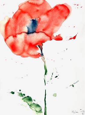 Mohn 2006