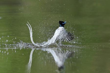 Asiatischer Paradiesschnäpper