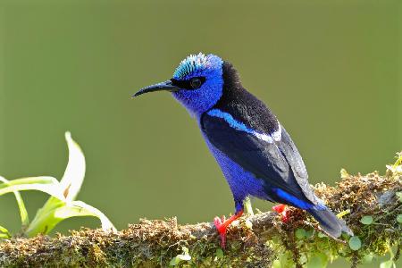 Rotbeiniger Honeycreeper