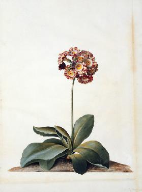 Primula Auricula Variegata.