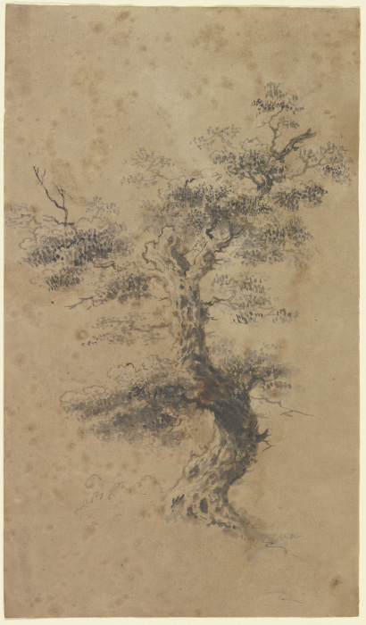 Alter Baum von Georg Melchior Kraus
