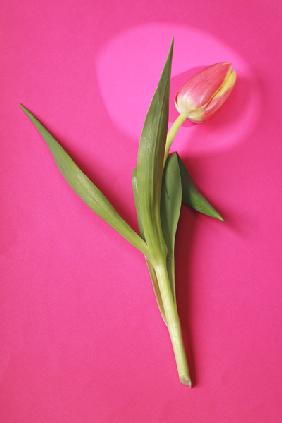 Tulpen