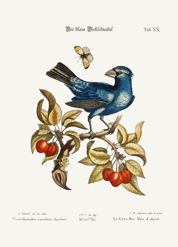 The Blue Gros-beak from Angola von George Edwards