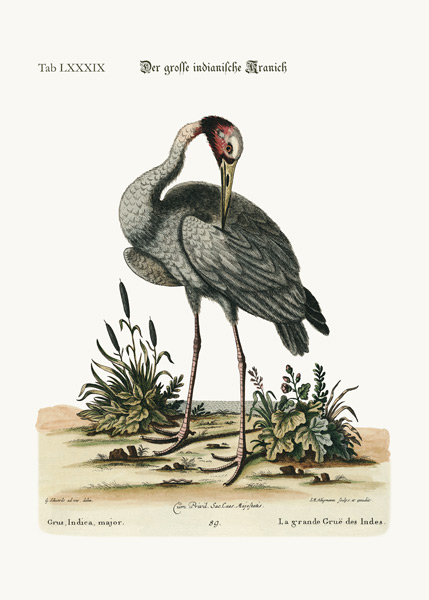 The greater Indian Crane von George Edwards