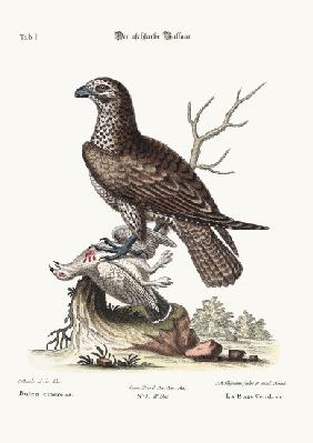 The ash-coloured Buzzard 1749-73