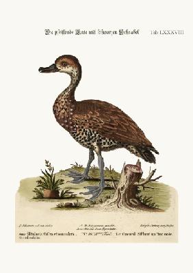 The Black-billed Whistling Duck 1749-73