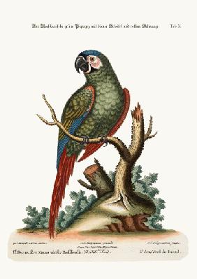 The Brasilian Green Maccaw 1749-73