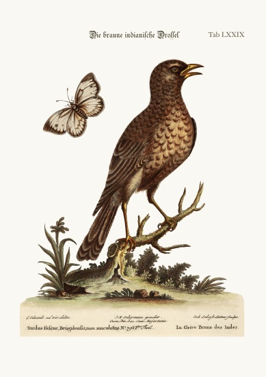 The Brown Indian Thrush von George Edwards