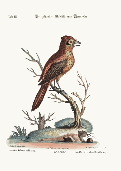 The crested Red or russit Butcher-Bird von George Edwards