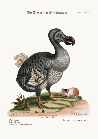 The Dodo, and the Guiney Pig von George Edwards