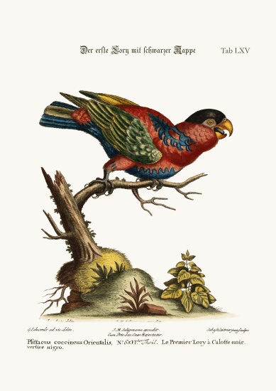 The first Black-capped Lory von George Edwards