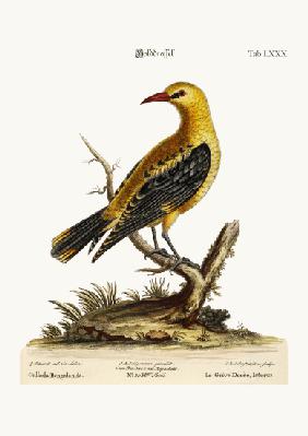 The Golden Thrush 1749-73