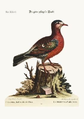 The green-winged Dove 1749-73