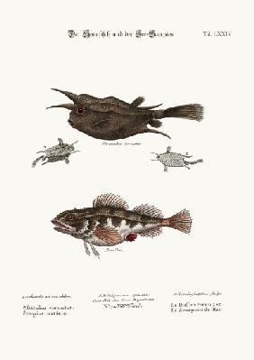 The Horned Fish, and the Sea Scorpion 1749-73