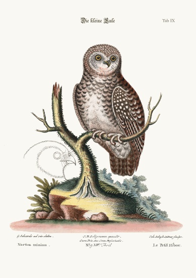 The little Owl von George Edwards