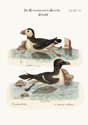 The Puffin, and the Razor-bill 1749-73