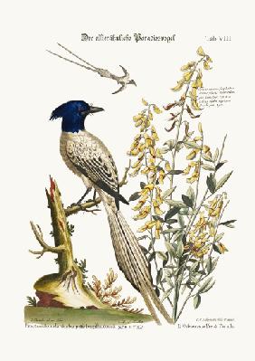 The Pyed Bird of Paradise 1749-73