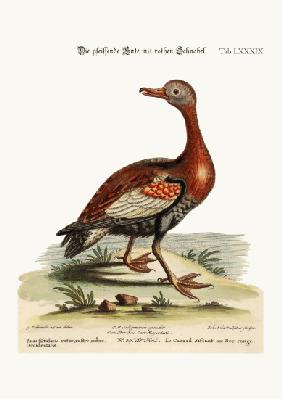 The Red-billed Whistling Duck 1749-73