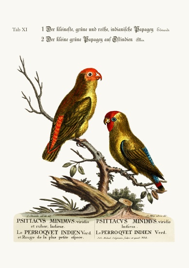 The smallest Green and Red Indian Paroquet. The small Green Parrot of East India von George Edwards