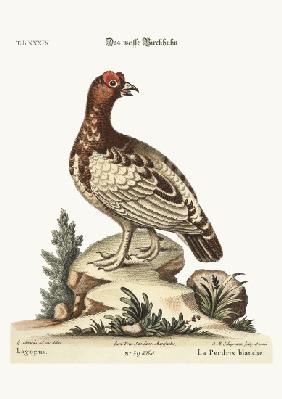 The white Partridge 1749-73