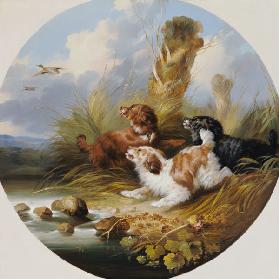 Three Spaniels Flushing Mallard 19.Jh