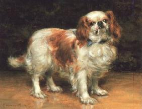 King Charles Spaniel 1907