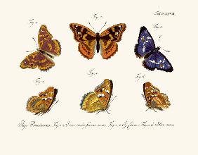 Butterflies 1783-1806