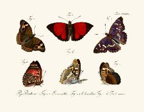 Butterflies 1783-1806