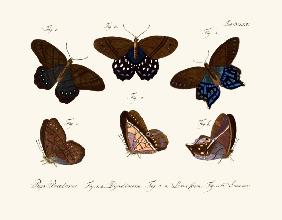 Butterflies 1783-1806