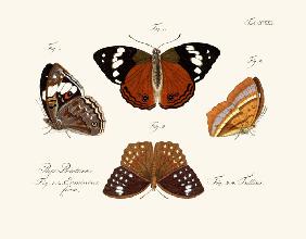 Butterflies 1783-1806