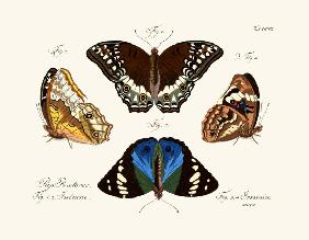 Butterflies 1783-1806