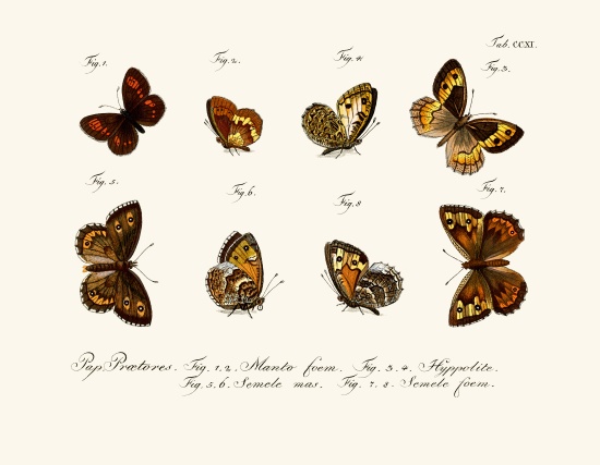 Butterflies von German School, (18th century)