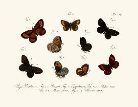 Butterflies 1783-1806