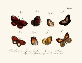 Butterflies 1783-1806