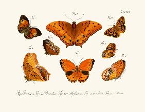 Butterflies 1783-1806