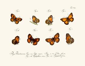 Butterflies 1783-1806