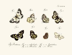 Butterflies 1783-1806