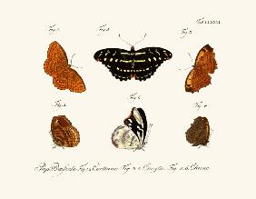 Butterflies 1783-1806