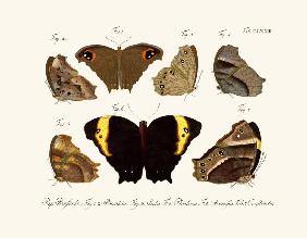 Butterflies 1783-1806