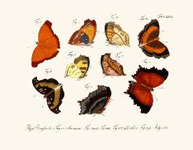 Butterflies 1783-1806